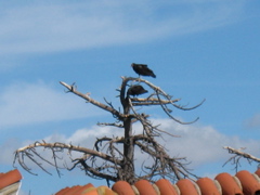 IMG_0549.JPG