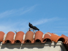 IMG_0551.JPG